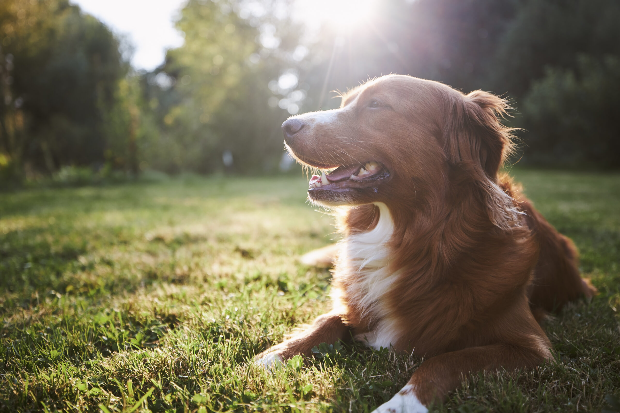 portrait happy dog countryside nova scotia duck tolling retriever meadow sunset scaled